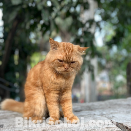 Persian cat for sale